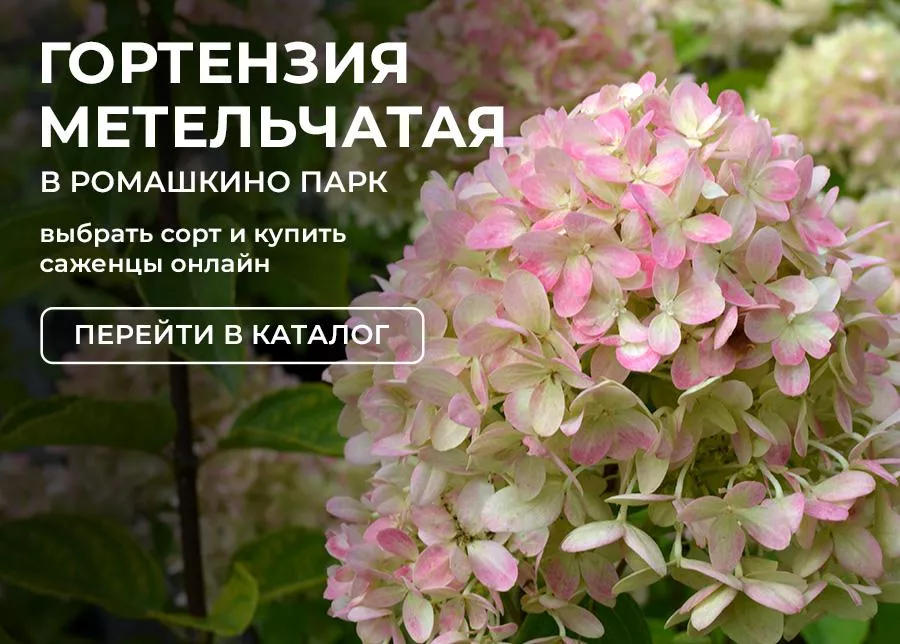 Гортензия метельчатая купить