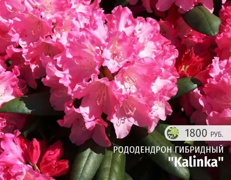 Калинка