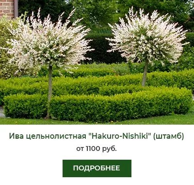 Ива цельнолистная Hakuro-Nishiki (Хакуро-Нишики)