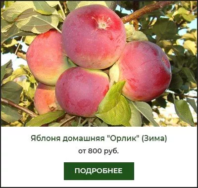 Орлик Орлик