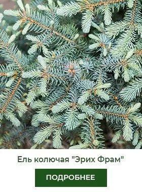 el-kolyuchaya-erich-frahm