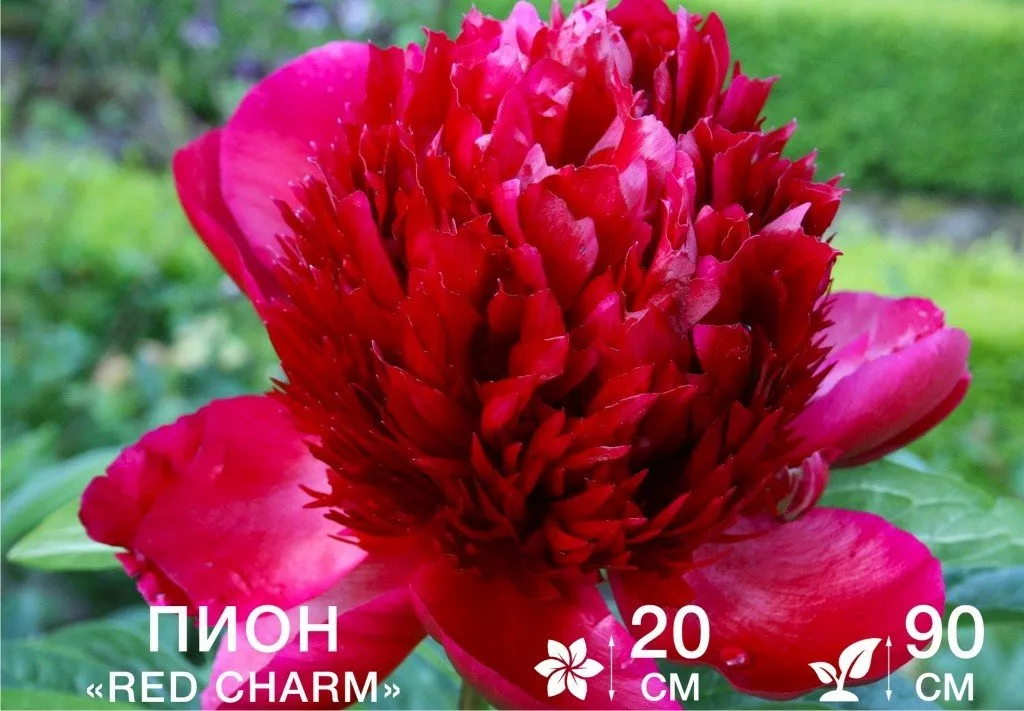 Red Charm