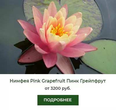 Нимфея (кувшинка) Pink Grapefruit Пинк Грейпфрут