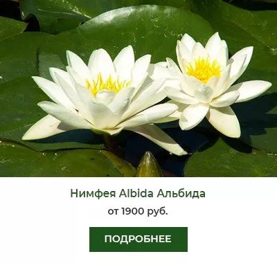 Нимфея (кувшинка) Albida Альбида