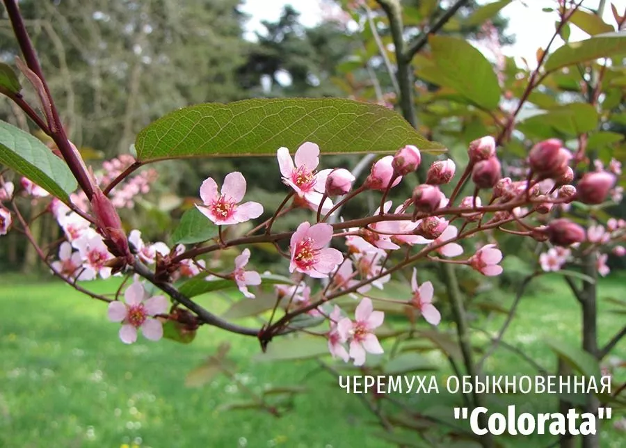 Черемуха обыкновенная Colorata (Колората) фото