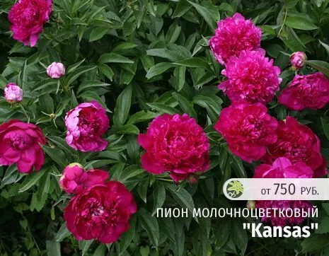 Kansas.jpg