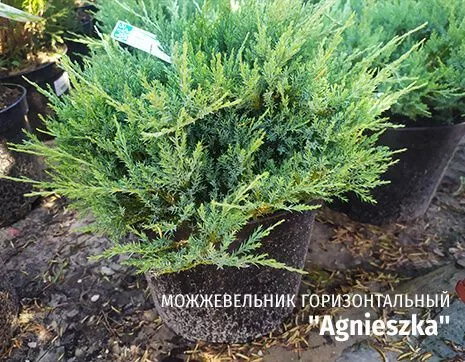 Agnieszka