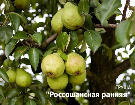 Россошанская ранняя.jpg