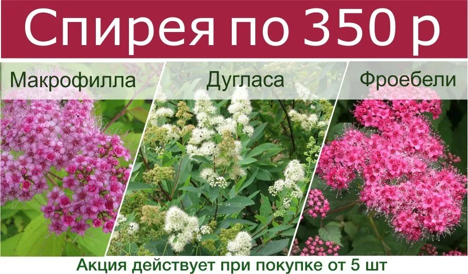 Спирея 