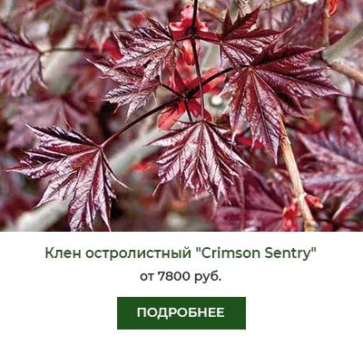 Клен остролистный Crimson Sentry