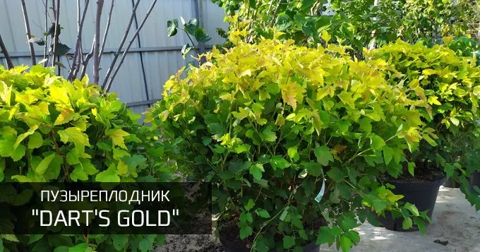 Дартс ГОлд