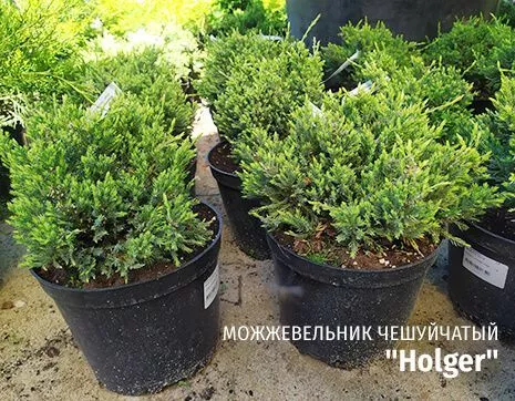 Holger