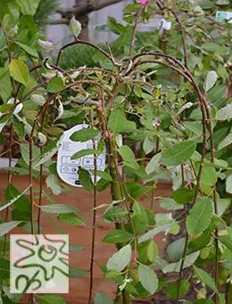 Ива козья Pendula