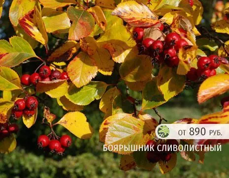Боярышник сливолистный