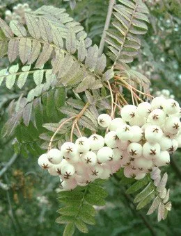 Рябина Кёне