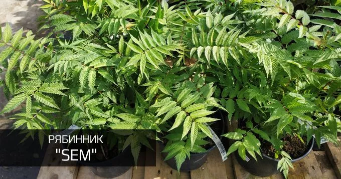 Сем
