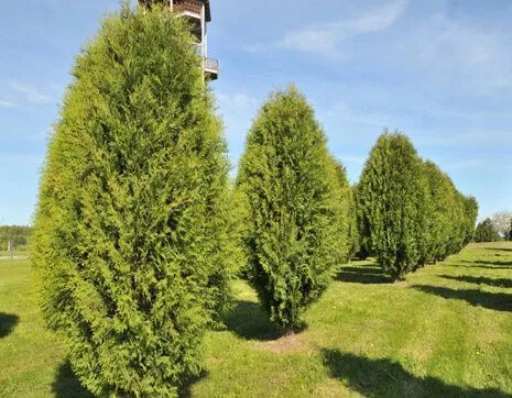 tuya-zapadnaya-foto-i-opisanie