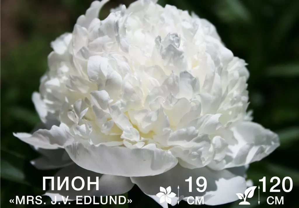Mrs J V Edlund