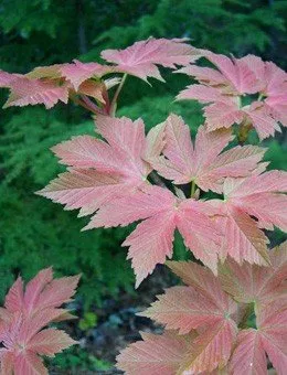 Клен ложноплатановый Puget Pink