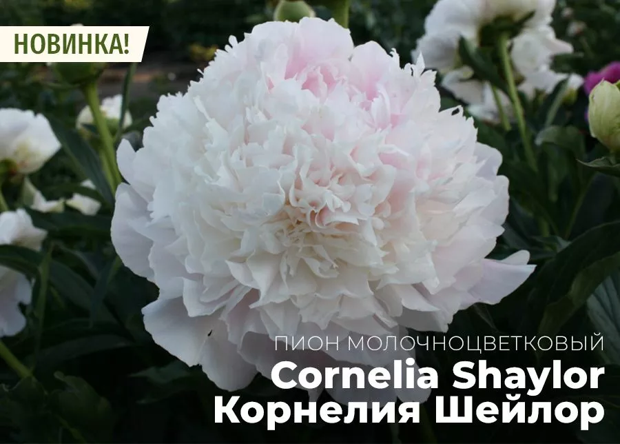 Пион молочноцветковый «Cornelia Shaylor» (Корнелия Шейлор).jpg