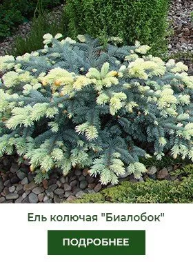 el-kolyuchaya-biolobok