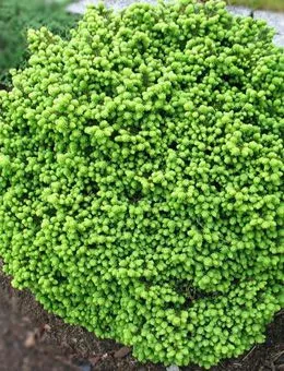 Ель обыкновенная Little Gem