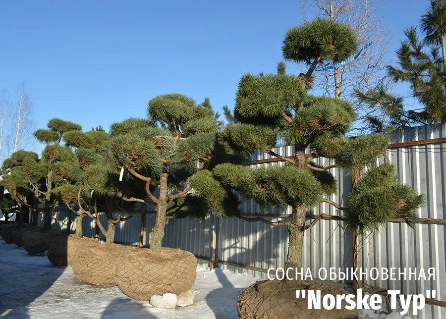 Сосна обыкновенная Norske Typ (Норске Тип) бонсай фото