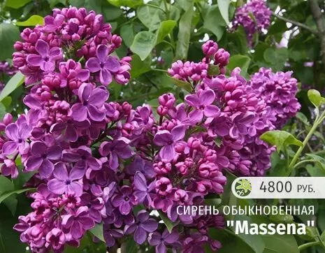 Массена