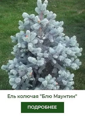 el-kolyuchaya-blue-mountain