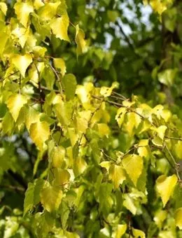 Береза повислая Schneverdingen Goldbrike