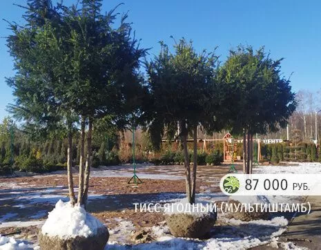 Тисс ягодный мультиштамб