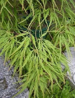 Клен дланевидный Dissectum Virdis