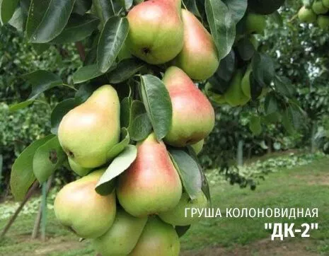 ДК-2.jpg