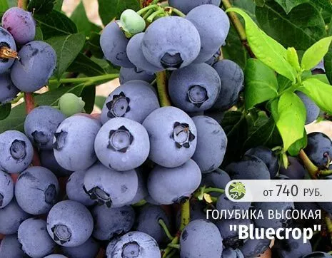 Блюкроп