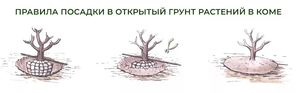 Посадка растений в комах