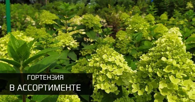 Гортензия в ассортименте