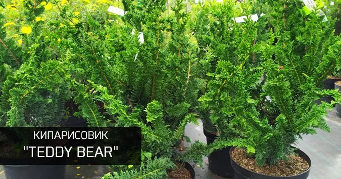Кипар