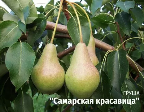 Самарская красавица.jpg