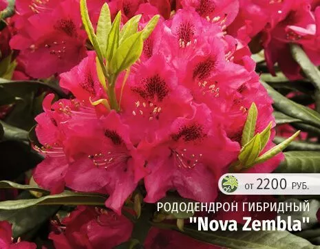 Нова Зембла