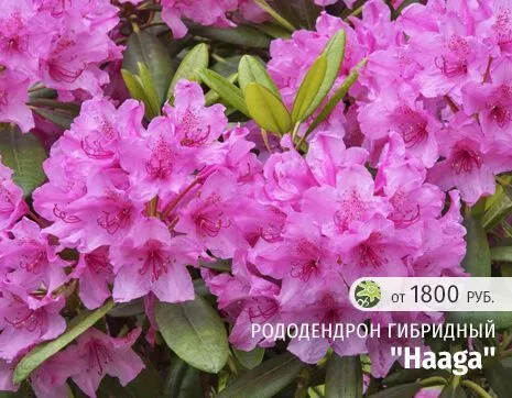 Хаага