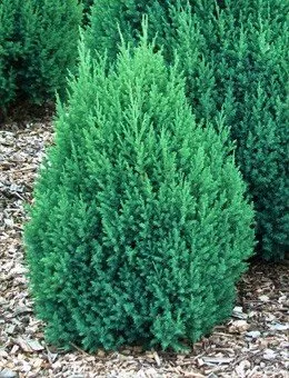 Можжевельник китайский Stricta