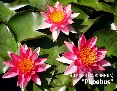 Phoebus