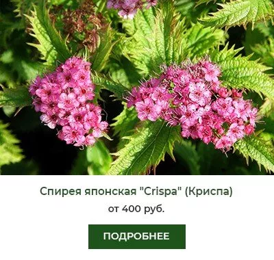 Спирея японская Crispa (Криспа)