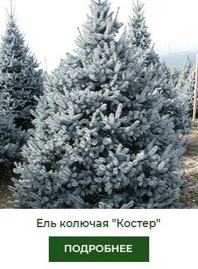 el-kolyuchaya-koster