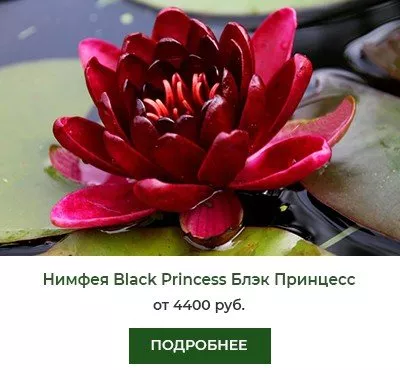 Нимфея (кувшинка) Black Princess Блэк Принцесс