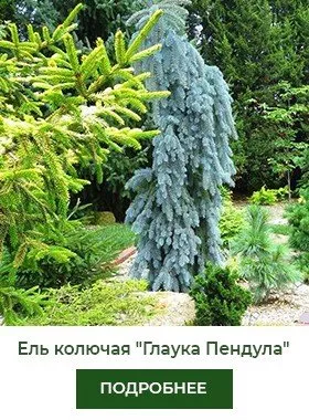 el-kolyuchaya-glauca-pendula