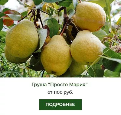 Просто Мария