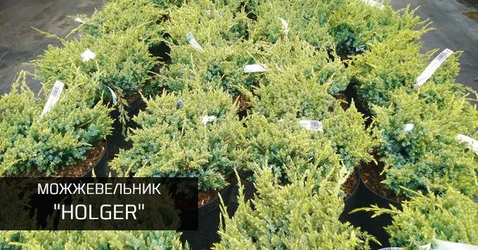 Можжевельник холгер