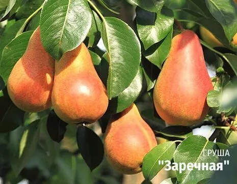 Заречная.jpg