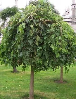 Шелковица белая Pendula